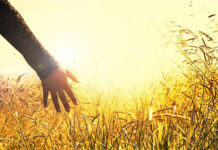 Pomocny w zwalczaniu chwastów herbicyd na kukurydzę