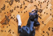 Jak wybrać specjalistyczną karmę dla psa