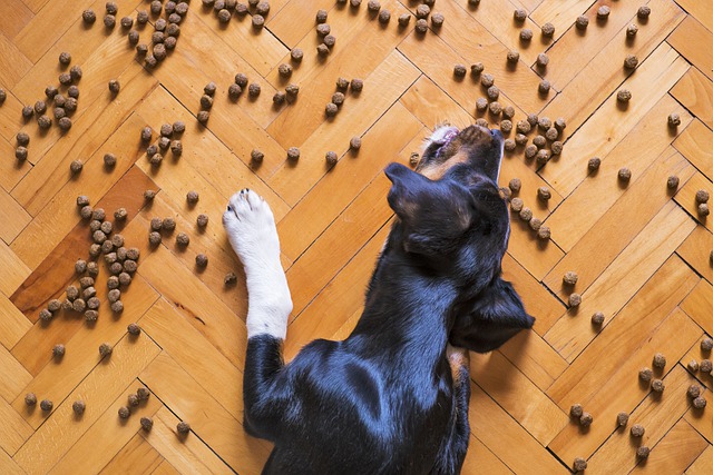 Jak wybrać specjalistyczną karmę dla psa