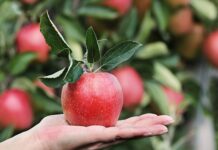 Czy jedzenie jabłek na noc jest zdrowe?