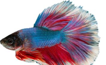 Czemu gupiki zdychają? Czemu gupiki zdychają?