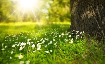 Jak mieć piekne akwarium?